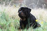 ROTTWEILER 382